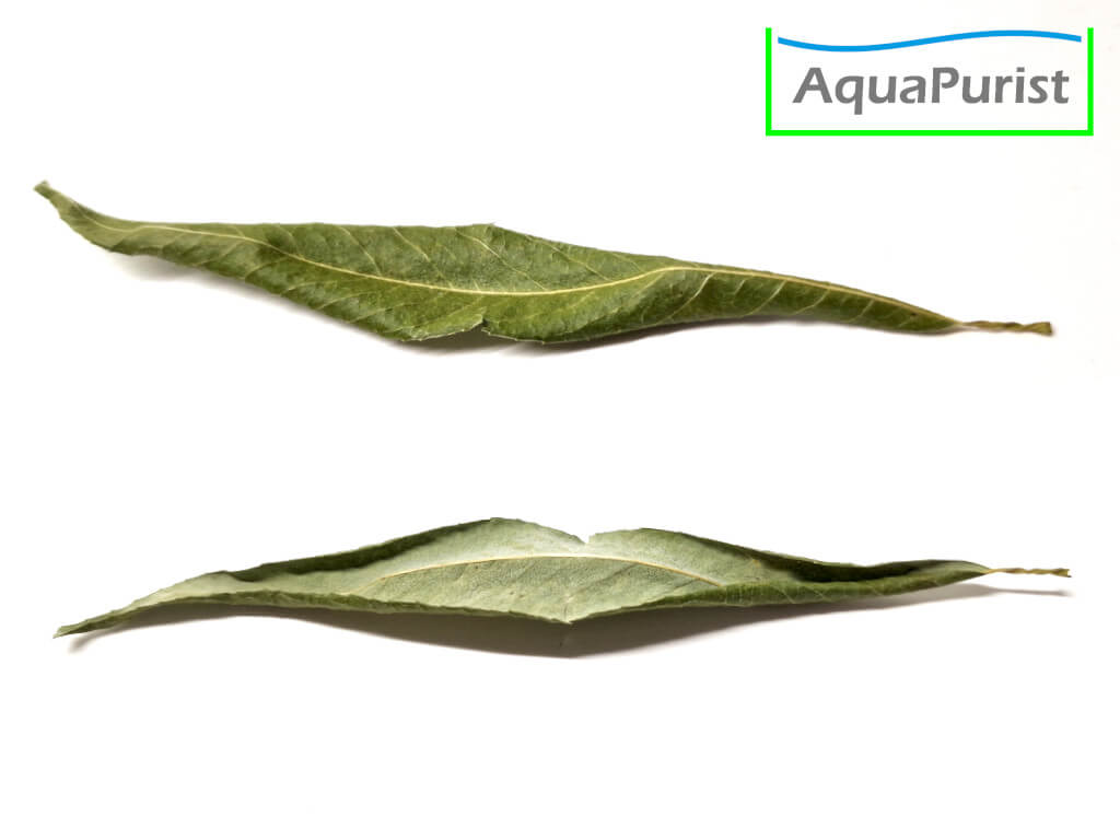 Weidenblätter (Salix spp.)
