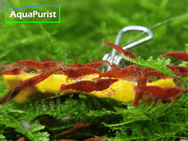 Hokkaido Kürbis Chips getrocknet Hokkaido Kürbis Chips getrocknet