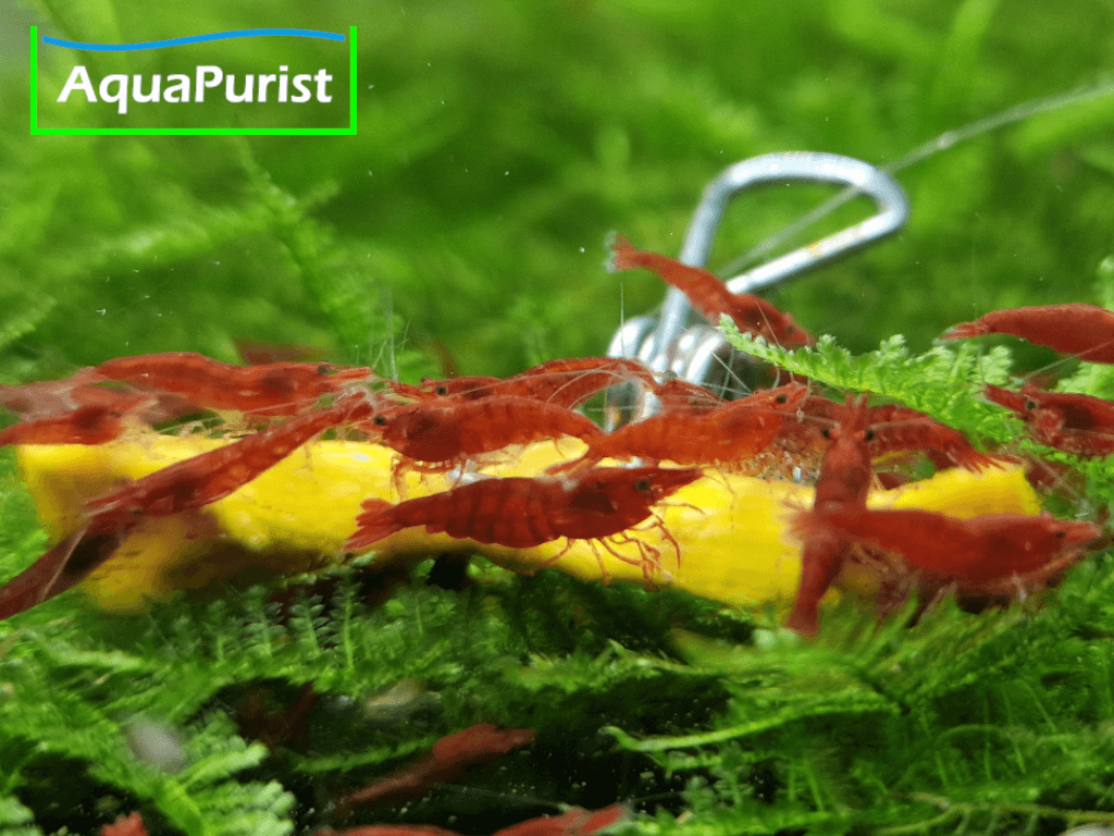 Hokkaido Kürbis Chips getrocknet