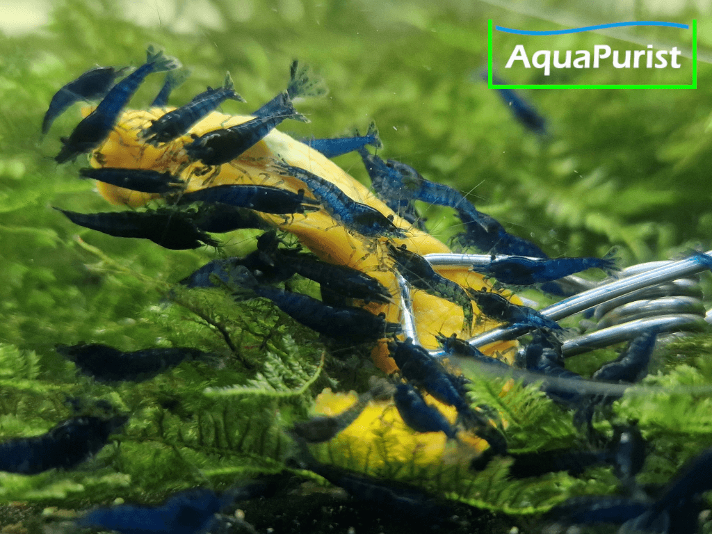 Hokkaido Kürbis Chips getrocknet