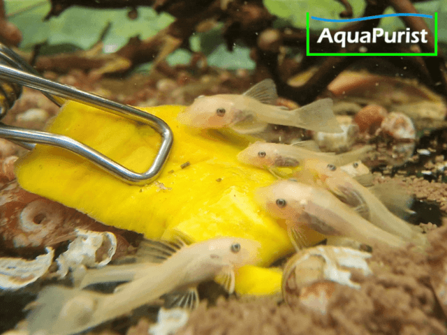 Hokkaido Kürbis Chips getrocknet Hokkaido Kürbis Chips getrocknet