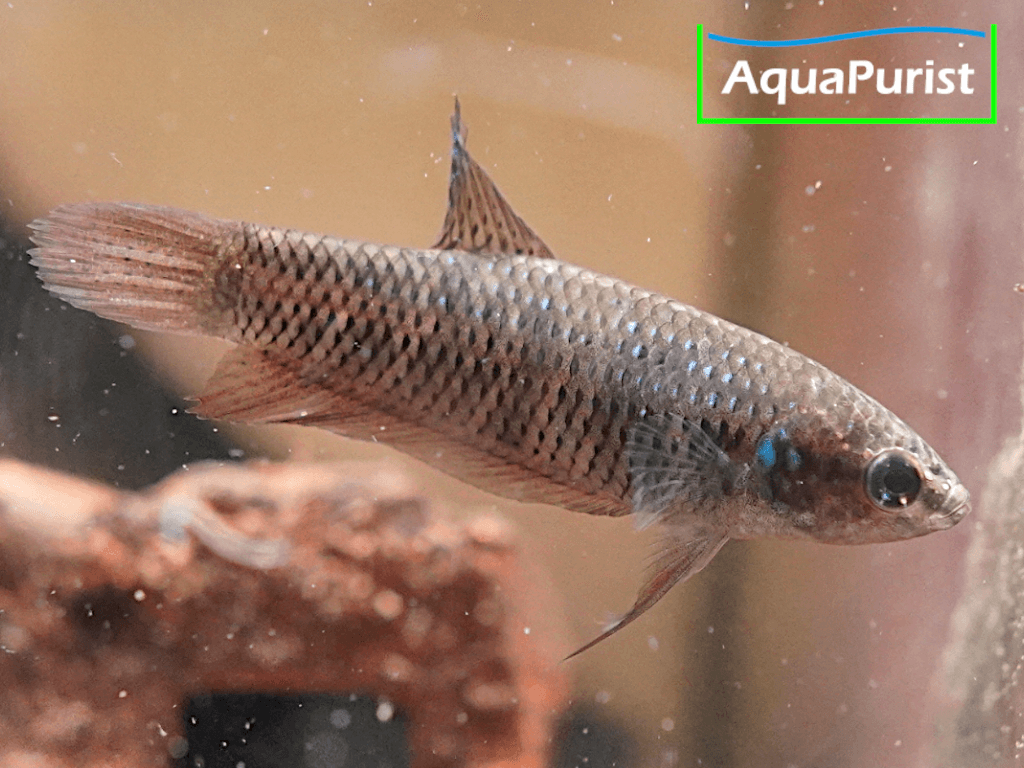 Betta smaragdina, Smaragd-Kampffisch