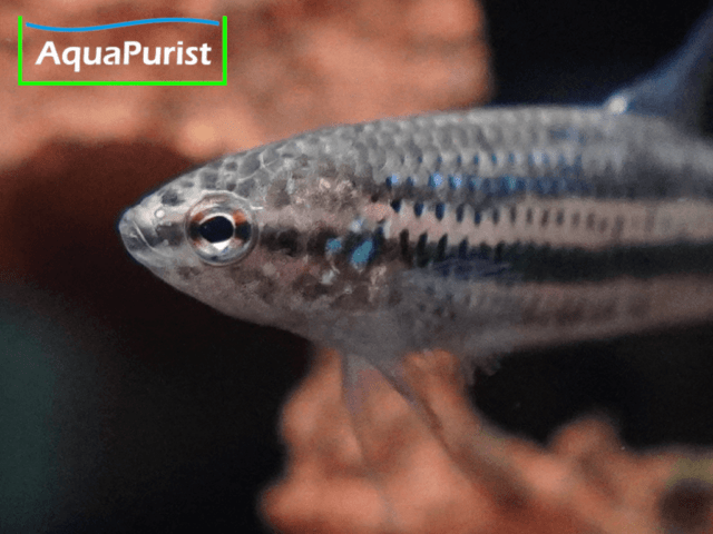 Betta smaragdina, Smaragd-Kampffisch