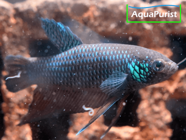 Betta smaragdina, Smaragd-Kampffisch