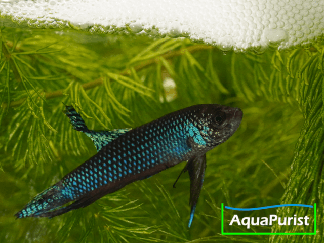 Betta smaragdina, Smaragd-Kampffisch 4