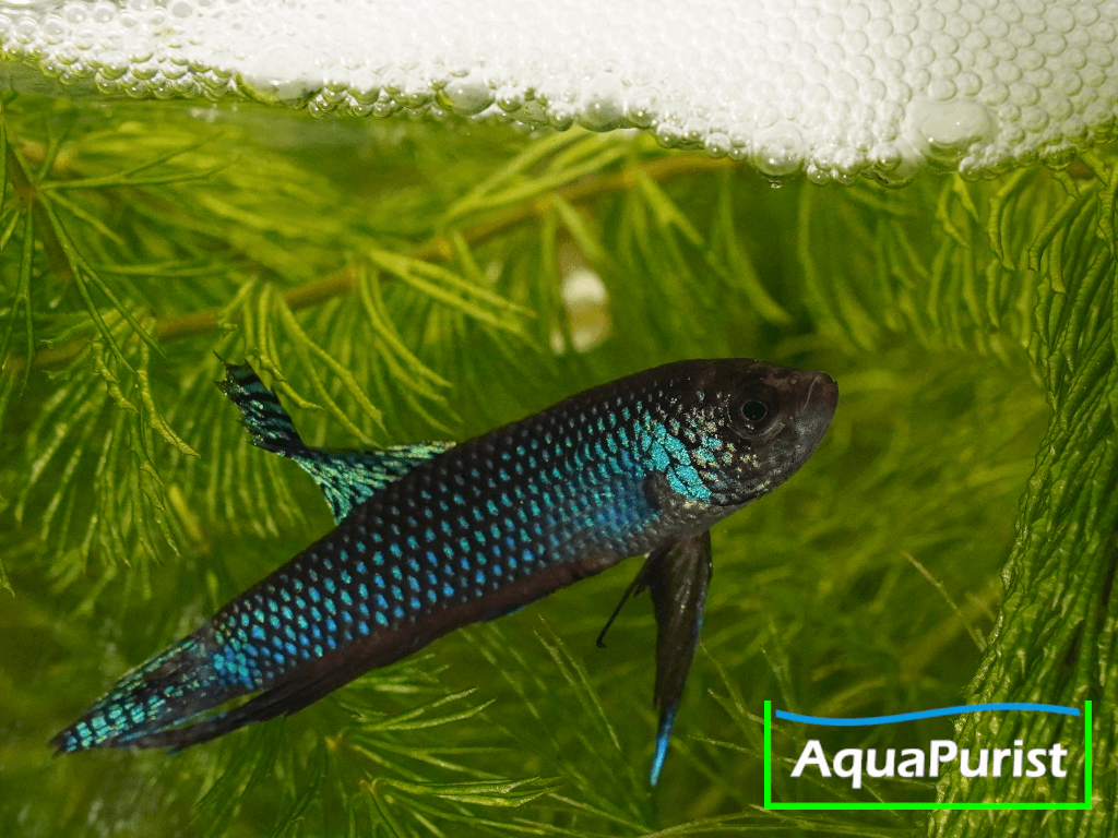 Betta smaragdina, Smaragd-Kampffisch 4