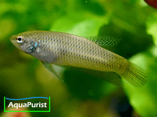 Betta smaragdina, Smaragd-Kampffisch