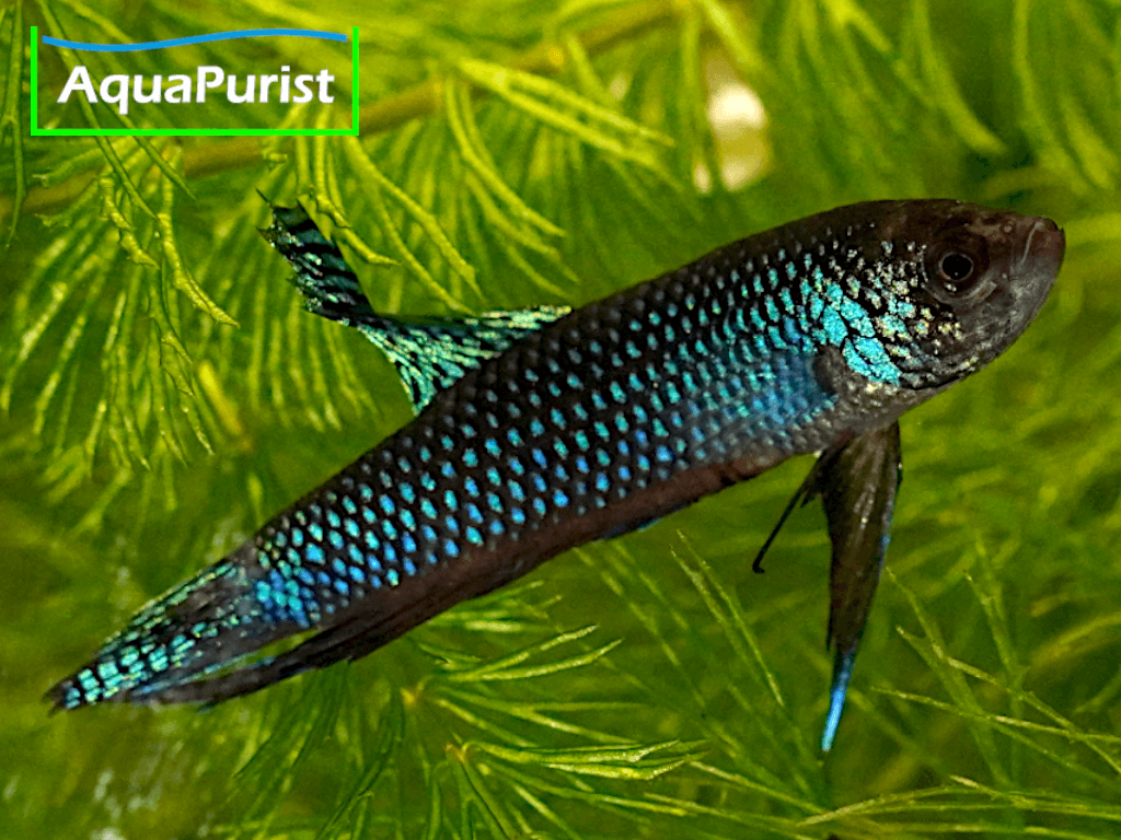 Betta smaragdina, Smaragd-Kampffisch 7