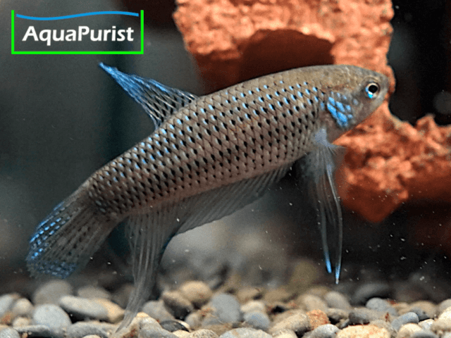 Betta smaragdina, Smaragd-Kampffisch