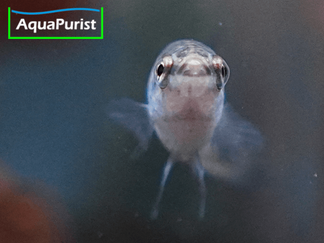 Betta smaragdina, Smaragd-Kampffisch