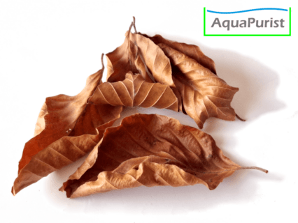 Buchenblätter (Fagus sylvatica)