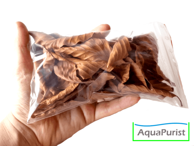 Buchenblätter (Fagus sylvatica)