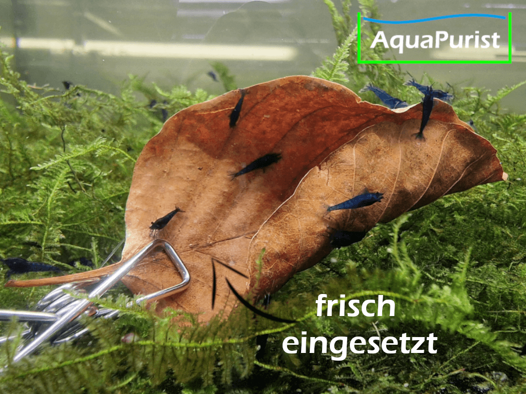 Buchenblätter (Fagus sylvatica) Buchenblätter (Fagus sylvatica)