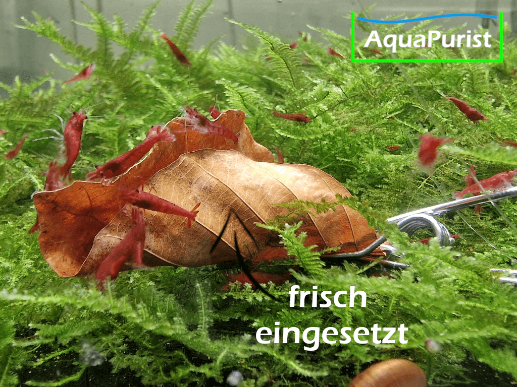 Buchenblätter 5 Buchenblätter (Fagus sylvatica)