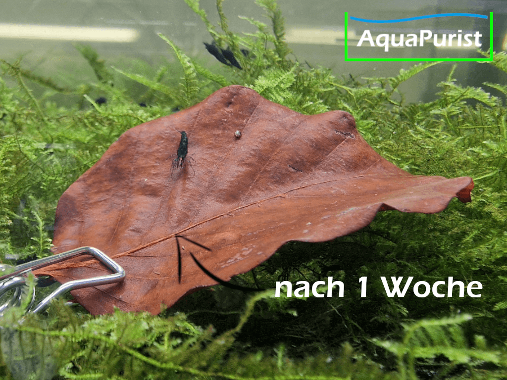 Buchenblätter (Fagus sylvatica) Buchenblätter (Fagus sylvatica)