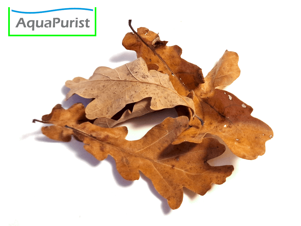 Eichenblätter (Quercus robur) Eichenblätter (Quercus robur)