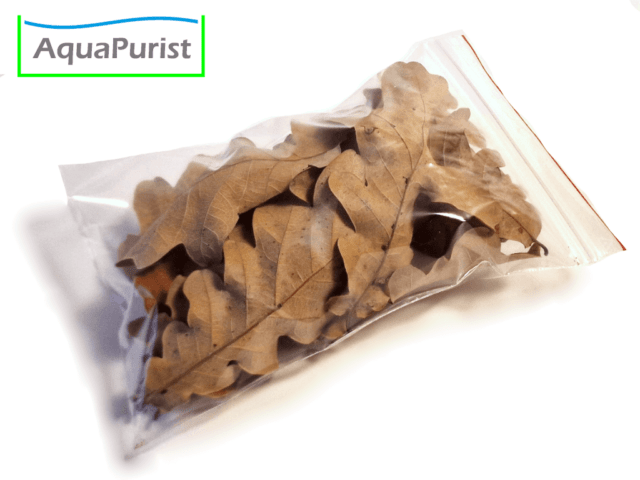 Eichenblätter (Quercus robur) Eichenblätter (Quercus robur)