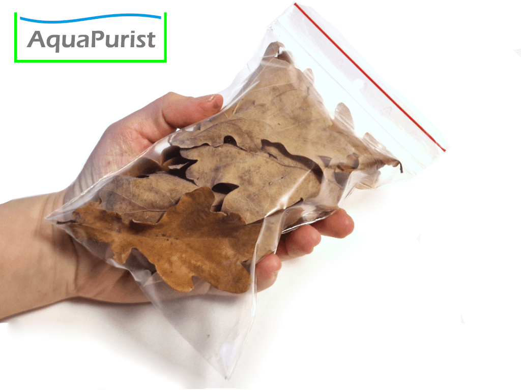 Eichenblätter (Quercus robur) Eichenblätter (Quercus robur)