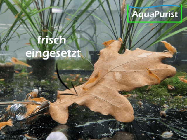 Eichenblätter (Quercus robur) Eichenblätter (Quercus robur)