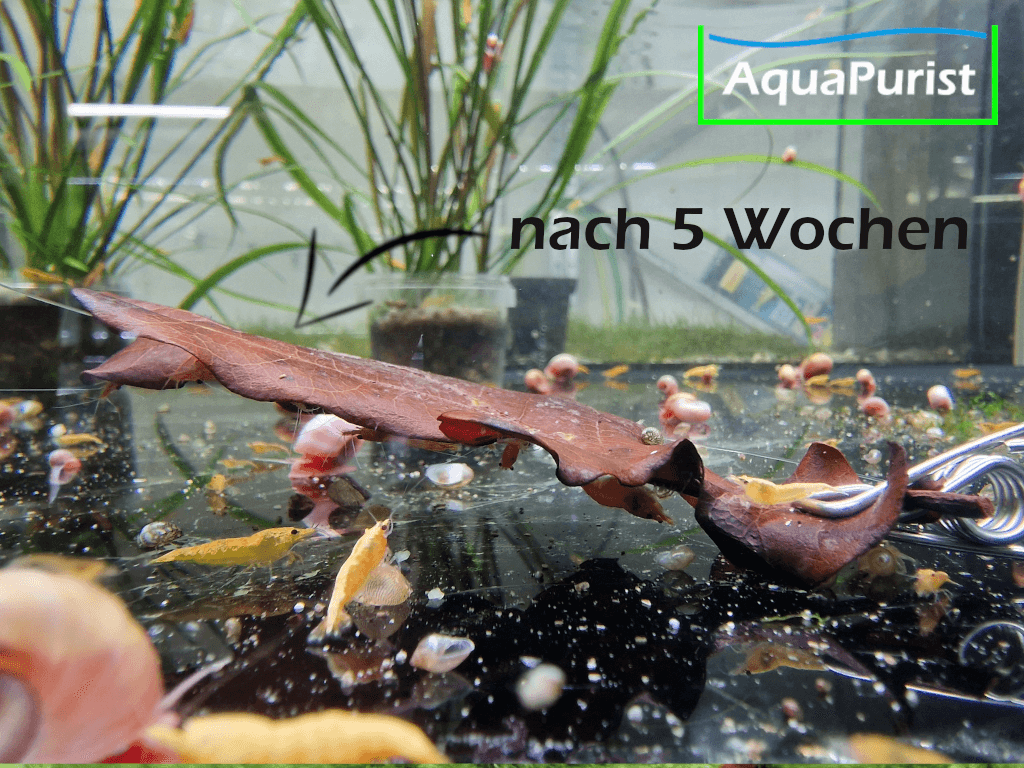 Eichenblätter (Quercus robur) Eichenblätter (Quercus robur)