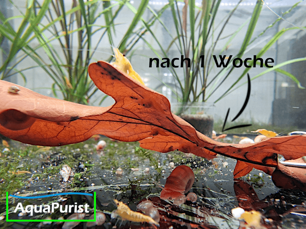 Eichenblätter (Quercus robur) Eichenblätter (Quercus robur)