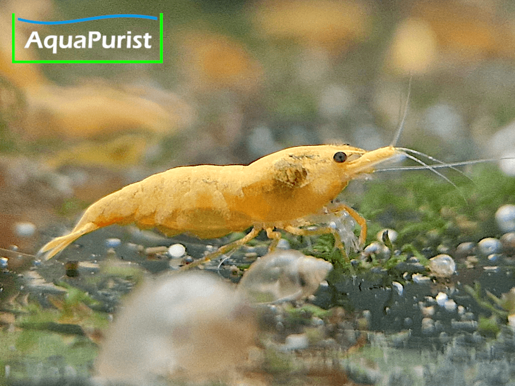 Jinsha Garnele Neocaridina davidi