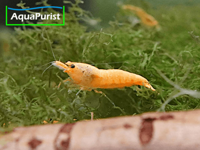 Jinsha Garnele Neocaridina davidi