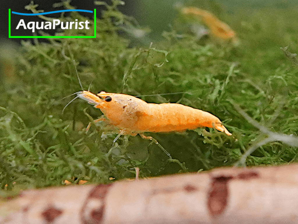 Jinsha Garnele Neocaridina davidi