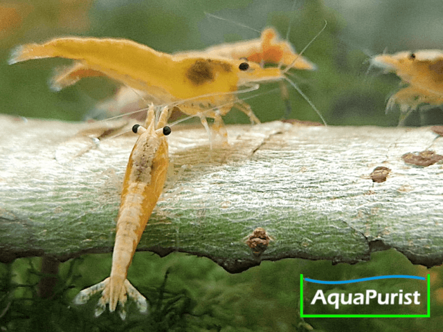 Jinsha Garnele Neocaridina davidi