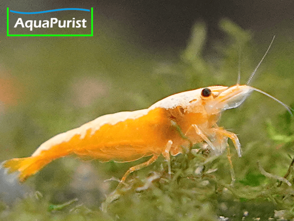 Jinsha Garnele Neocaridina davidi