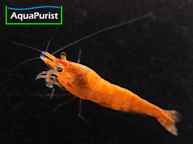 Jinsha Garnele Neocaridina davidi