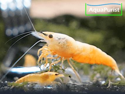 Jinsha Garnele Neocaridina davidi