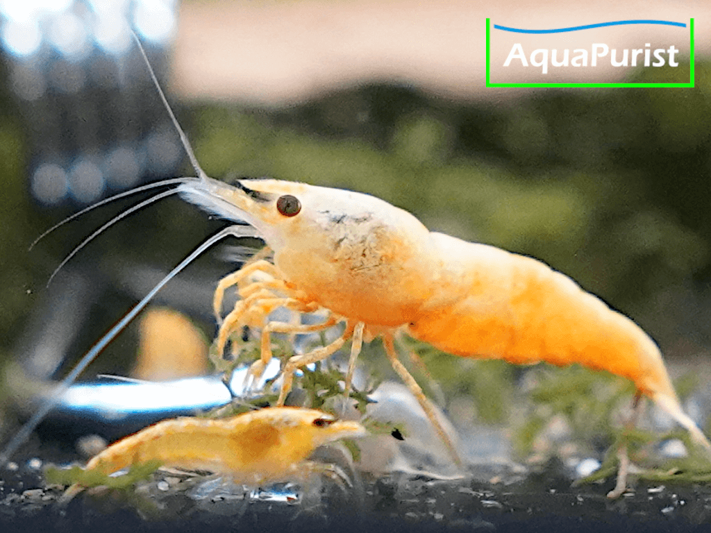 Jinsha Garnele Neocaridina davidi