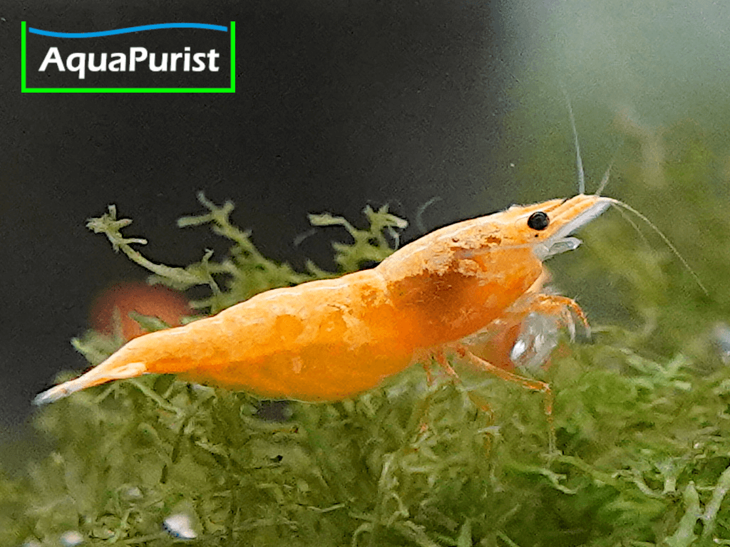 Jinsha Garnele Neocaridina davidi