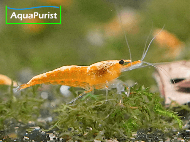 Jinsha Garnele Neocaridina davidi