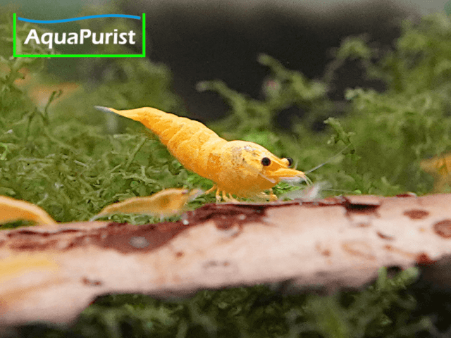 Jinsha Garnele Neocaridina davidi