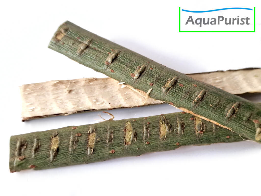 Weiden Rinde (Salix spp.) Weiden Rinde (Salix spp.)