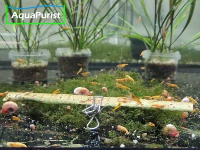 Weiden Rinde (Salix spp.) Weiden Rinde (Salix spp.)