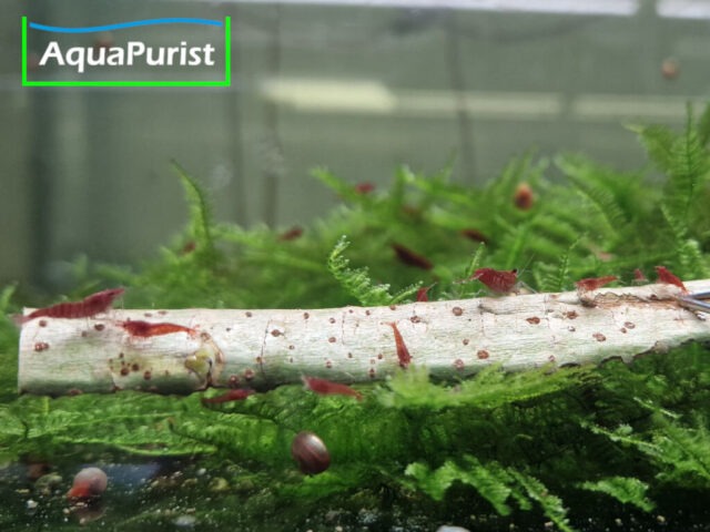 Weiden Rinde (Salix spp.) Weiden Rinde (Salix spp.)