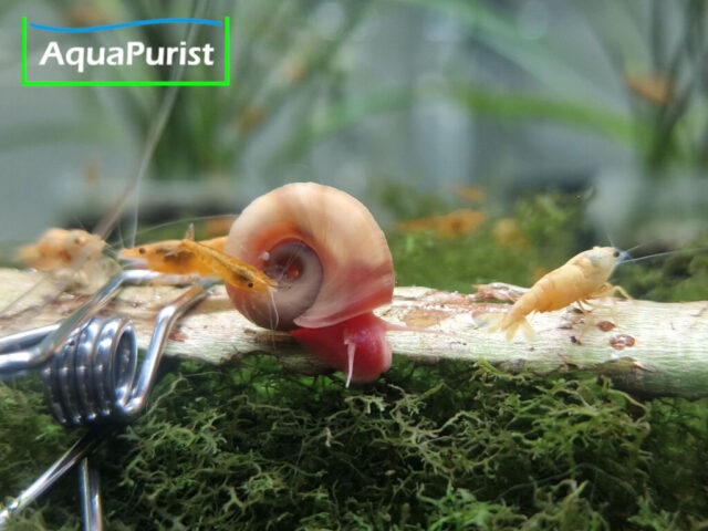 Weiden Rinde (Salix spp.) Weiden Rinde (Salix spp.)