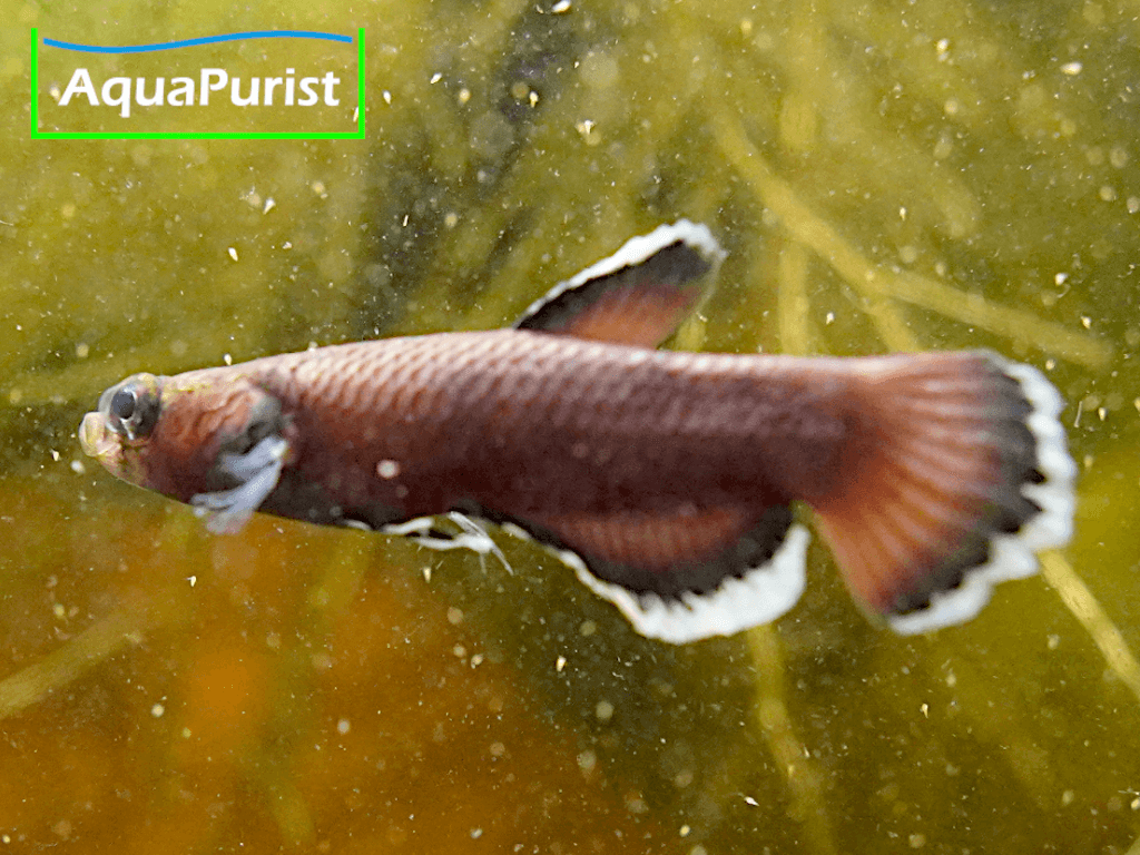 Betta albimaginata „Malinau“ – Weißsaumkampffisch Betta albimaginata „Malinau“ – Weißsaumkampffisch