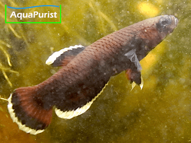 Betta albimaginata „Malinau“ – Weißsaumkampffisch Betta albimaginata „Malinau“ – Weißsaumkampffisch