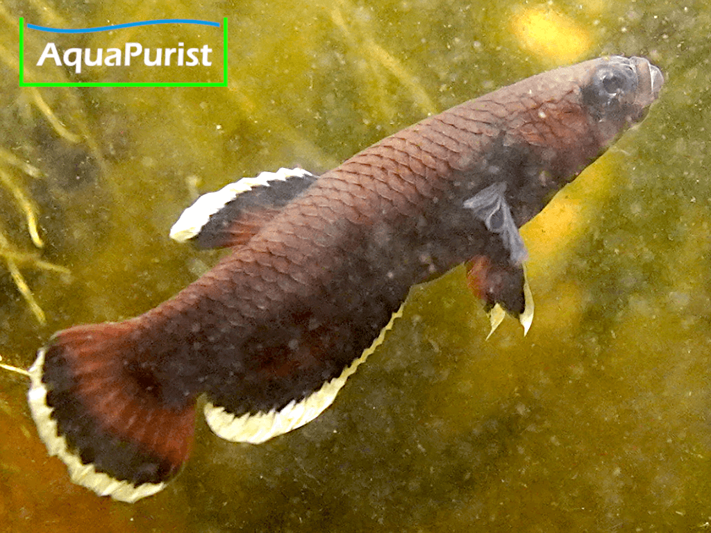 Betta albimaginata „Malinau“ – Weißsaumkampffisch Betta albimaginata „Malinau“ – Weißsaumkampffisch