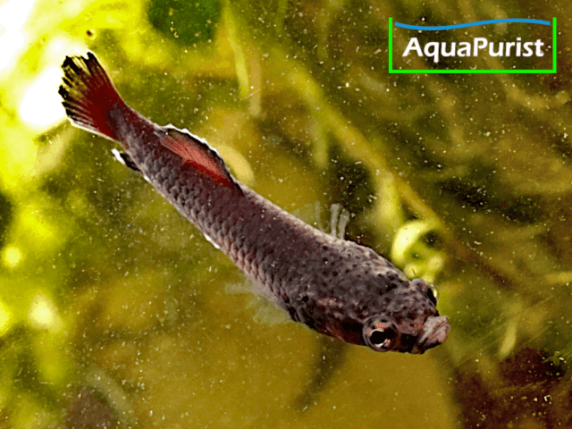 Betta albimaginata „Malinau“ – Weißsaumkampffisch Betta albimaginata „Malinau“ – Weißsaumkampffisch