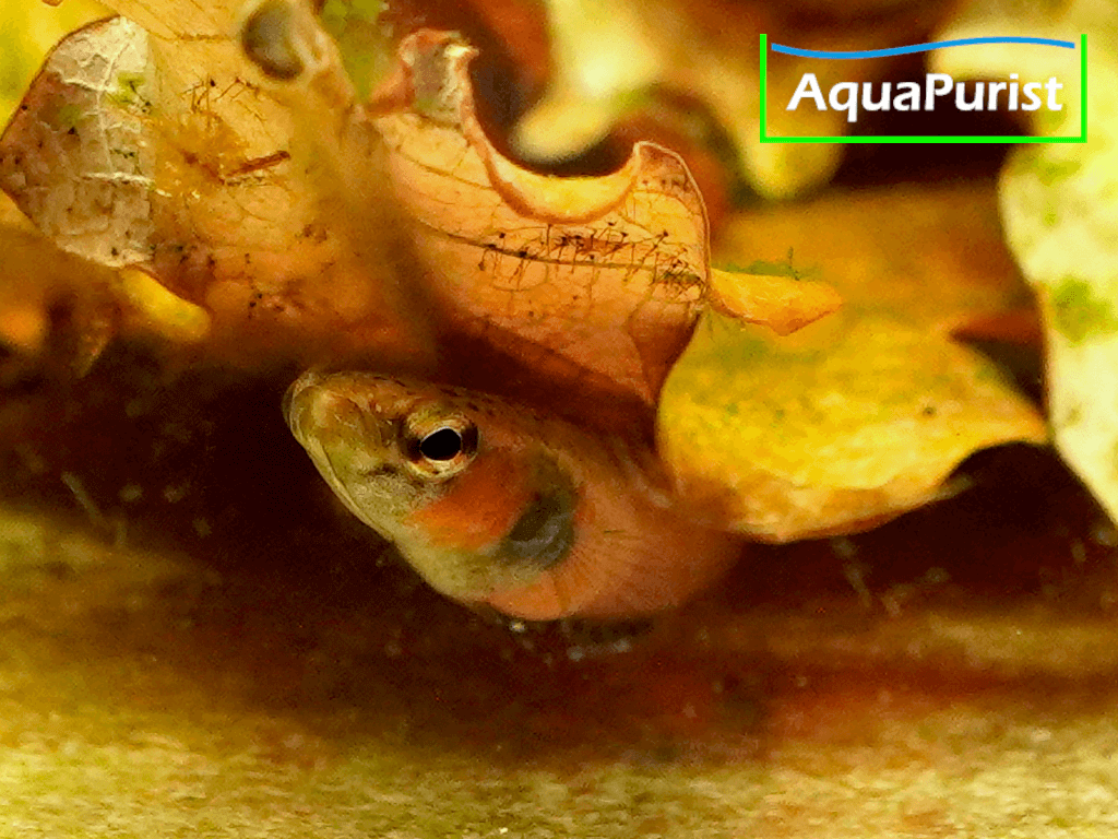 Betta albimaginata „Malinau“ – Weißsaumkampffisch Betta albimaginata „Malinau“ – Weißsaumkampffisch