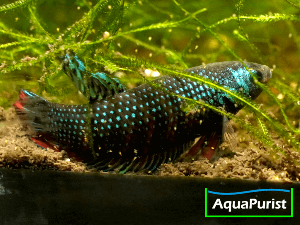 Betta imbellis Friedlicher Kampffisch Betta imbellis Friedlicher Kampffisch