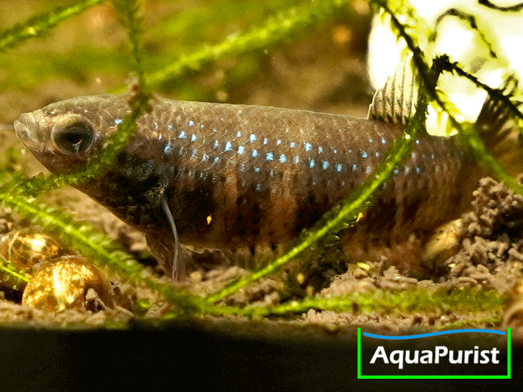 Betta imbellis Friedlicher Kampffisch Betta imbellis Friedlicher Kampffisch