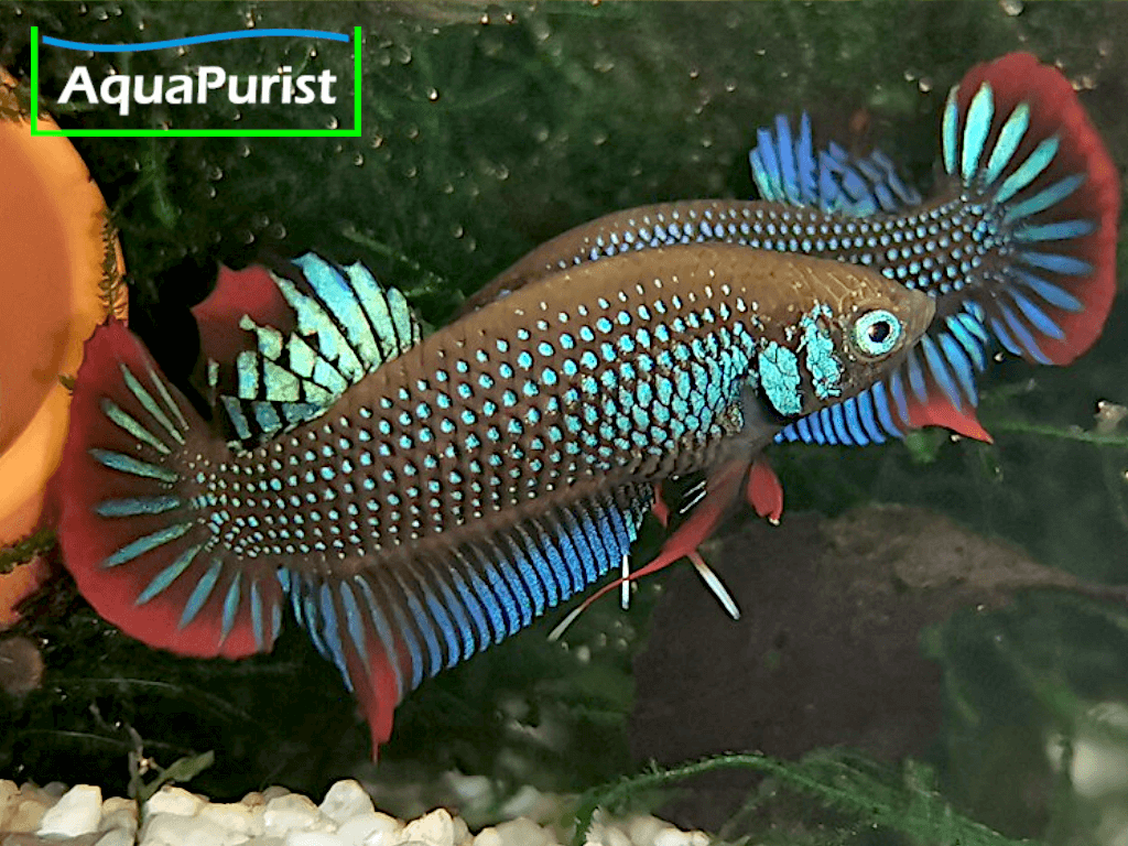 Betta imbellis Friedlicher Kampffisch Betta imbellis Friedlicher Kampffisch