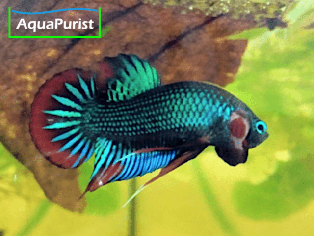 Betta imbellis Friedlicher Kampffisch Betta imbellis Friedlicher Kampffisch