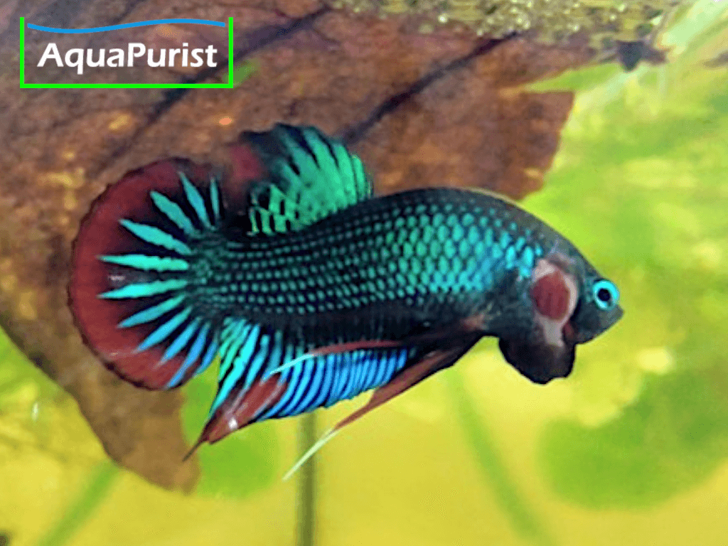 Betta imbellis Friedlicher Kampffisch Betta imbellis Friedlicher Kampffisch